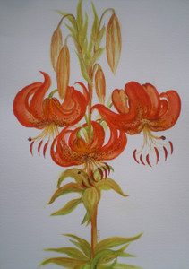 CD, Lily, watercolour.jpg